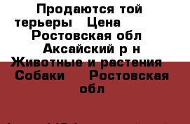 Продаются той- терьеры › Цена ­ 6 000 - Ростовская обл., Аксайский р-н Животные и растения » Собаки   . Ростовская обл.